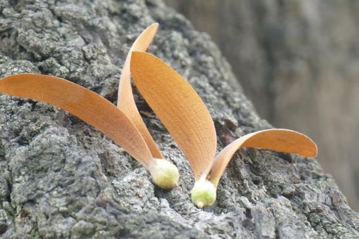 Loài hoa chò mọc trên những gốc cây cổ thụ lớn, khi có gió, loài hoa này bay phảng phất trên nhiều tuyến đường, hòa quyện vào những hàng cỏ xanh mướt tại các công viên làm nên một khung cảnh đầy lãng mạn cho đường phố Sài Gòn