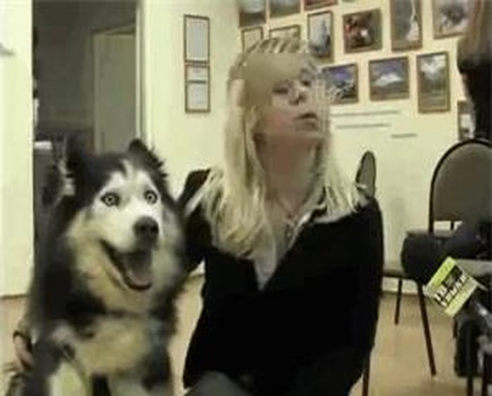 Phản ứng hài hước nhưng cũng không kém phần đáng yêu của chú chó husky khi lần đầu trải nghiệm cảm giác được lên truyền hình.