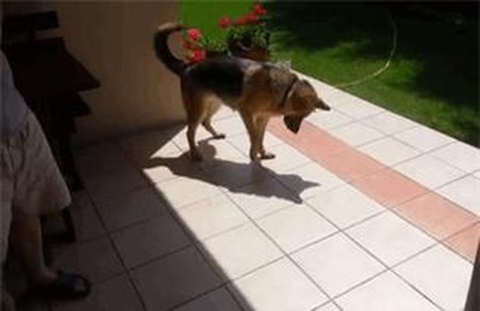 Phản ứng của một chú chó khi lần đầu tiên nhìn thấy bóng của mình trên mặt đất.