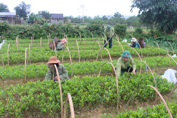  Nhân viên Đội sản xuất 3 giúp bà con thôn Tru Chai, xã Đông Sơn chăm sóc cây keo giống.