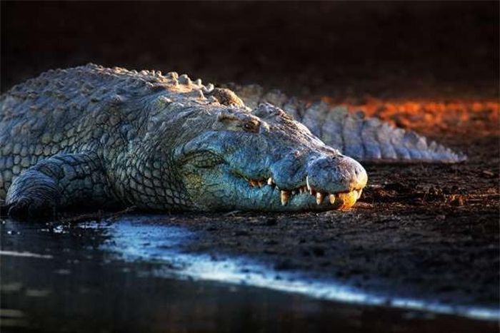 Cận cảnh vẻ ngoài của một chú cá sấu sông Nile.