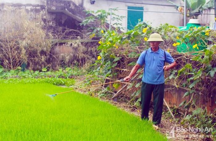 Mạ cho vụ hè thu cũng đã được gieo từ ngày 20/4. Ảnh: Phú Hương