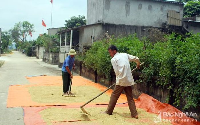 Lúa đã được thu hoạch tại xóm ngoài đê xã Châu Nhân, huyện Hưng Nguyên. Ảnh: Phú Hương