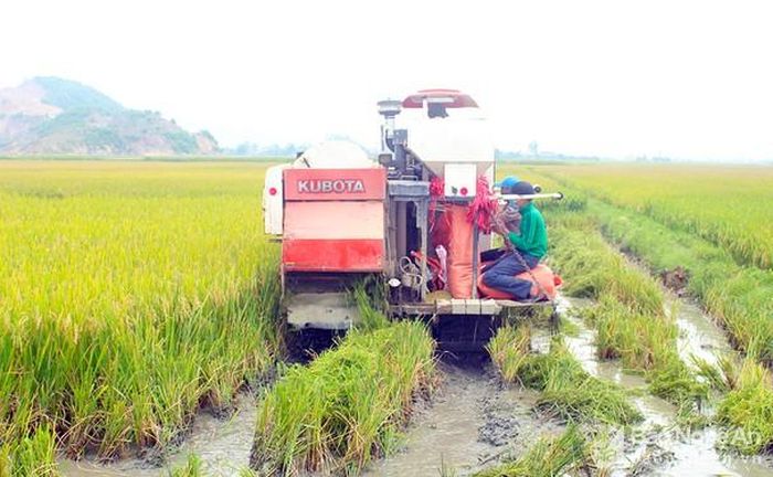 Nông dân xã Nghi Đồng (Nghi Lộc) ra đồng gặt lúa từ 3 ngày nay. Ảnh: Phú Hương