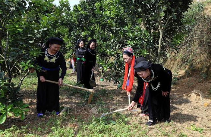 Bà Hà Thị Mỵ (đầu tiên bên trái ảnh) hướng dẫn bà con trong thôn chăm sóc cây ăn quả, phát triển kinh tế gia đình.