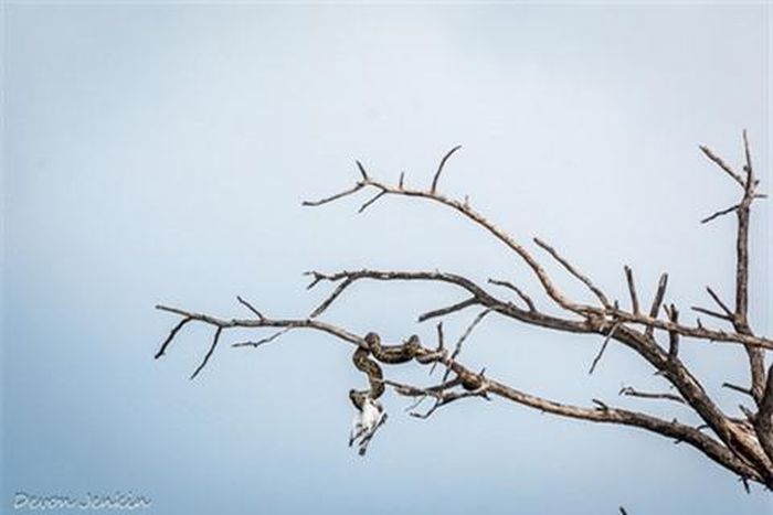 Phải mất khá nhiều thời gian trăn mới tìm được cách để nuốt con mồi