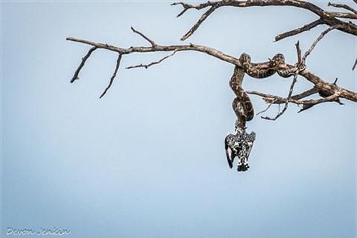 Cái mỏ của chim bói cá là thử thách không nhỏ dành cho trăn đá