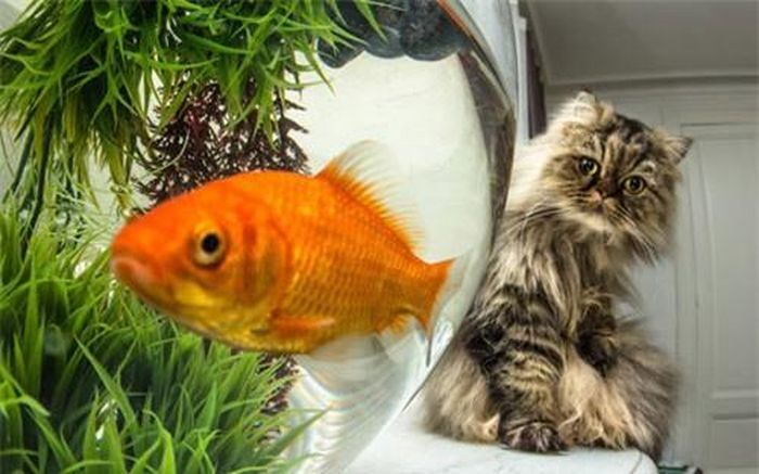 Mèo nhìn cá vàng trong chậu kính với ánh mắt tinh quái. Hình ảnh được chụp bởi nhiếp ảnh gia Xabi Barreneche.