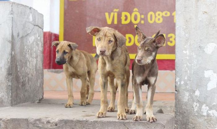 Vẻ mặt buồn bã của những chú chó khi vừa chia tay những chủ nhân gắn bó trong thời gian dài.
