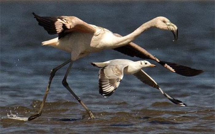 Chim hồng hạc bay cùng chim mòng biển trên hồ Barra de Maldonado, Uruguay