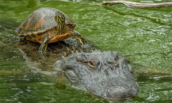 Rùa nước ngọt đứng trên lưng cá sấu trong công viên hải dương Sea World ở San Antonio, Texas, Mỹ