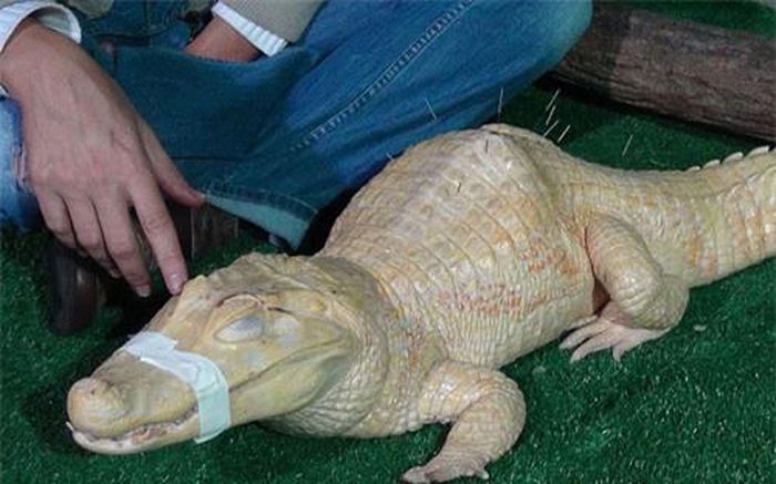 Một con cá sấu bạch tạng bị bệnh lưng gù và vẹo cột sống đang được chữa bệnh bằng liệu pháp châm cứu ở công viên hải dương học Sao Paulo, Brazil