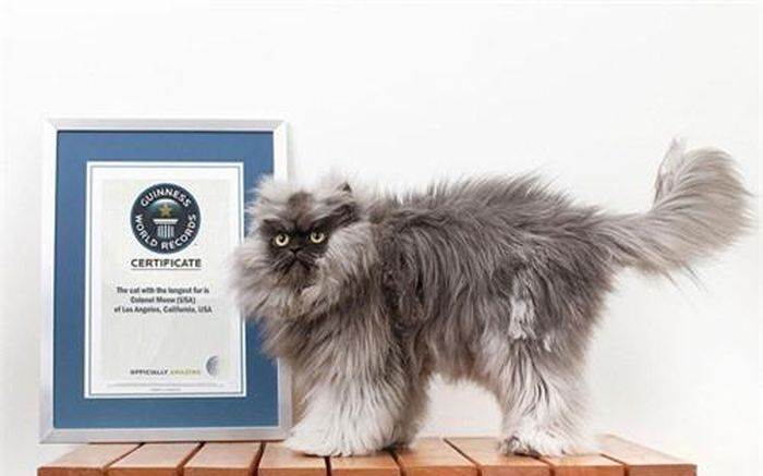 Chú mèo Colonel Meow đến từ Los Angeles (Mỹ) đã được ghi vào sách kỷ lục Guinness với danh hiệu mèo có lông dài nhất thế giới. Sợi lông dài nhất của nó là 22,87cm