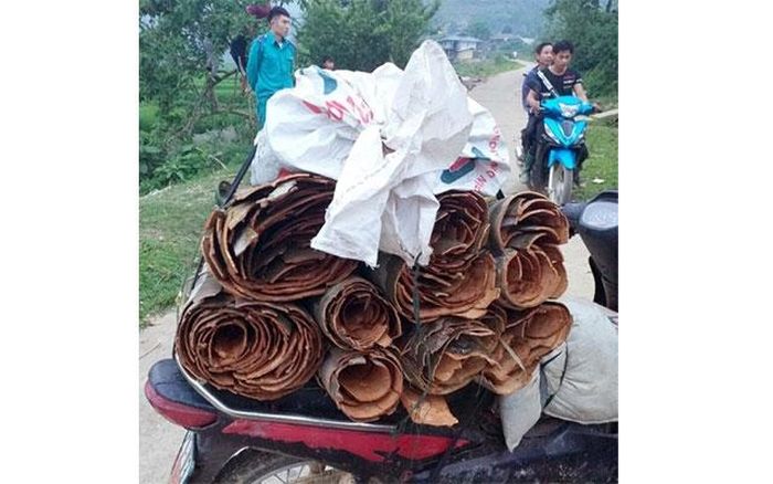 Tang vật vỏ cây "quế lợn" bị kiểm lâm Văn Chấn thu giữ.