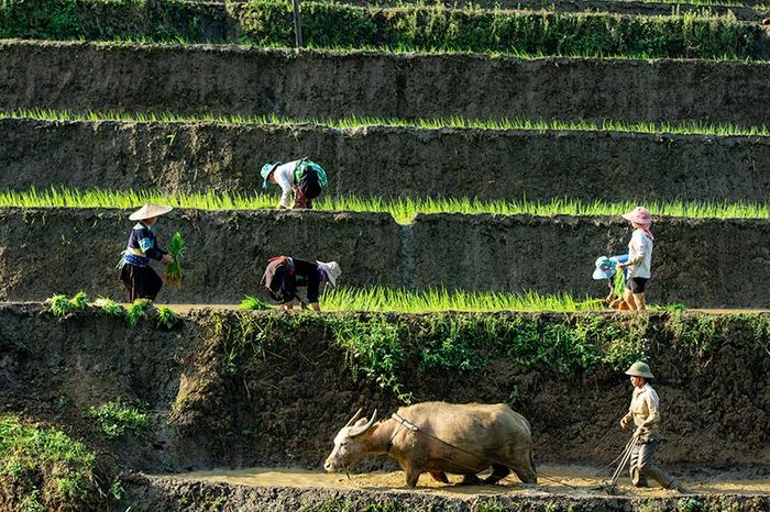 Nông dân tranh thủ thời tiết thuận lợi khẩn trương làm đất, cấy lúa kịp khung thời vụ.