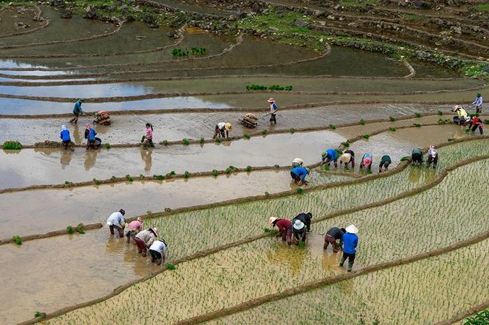 Đầu hè nắng gắt nên mọi người đều phải dậy từ rất sớm để đi cấy.