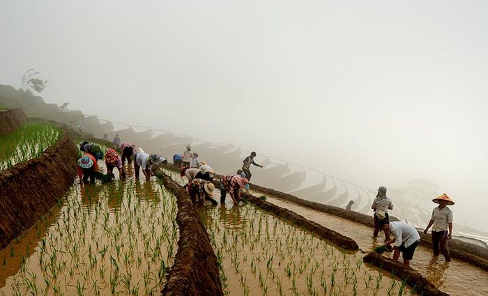 Nông dân vùng cao Bát Xát thường đổi công cấy lúa cho nhau.