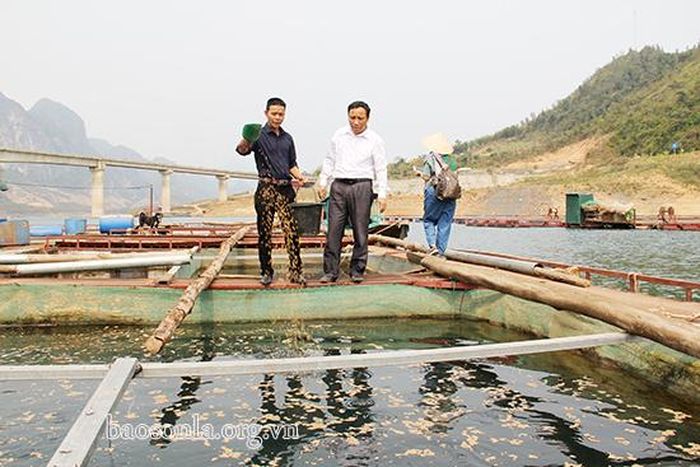 Kết hợp cho cá "tập thể dục" anh Phí Hải Vân điều chỉnh chế độ dinh dưỡng để cá giảm cân hiệu quả.