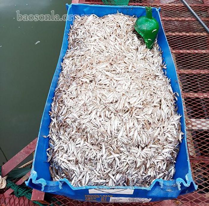 Thức ăn cho cá trong giai đoạn "tập thể dục" chủ yếu là cá mương, tép dầu, sắn và ngô.