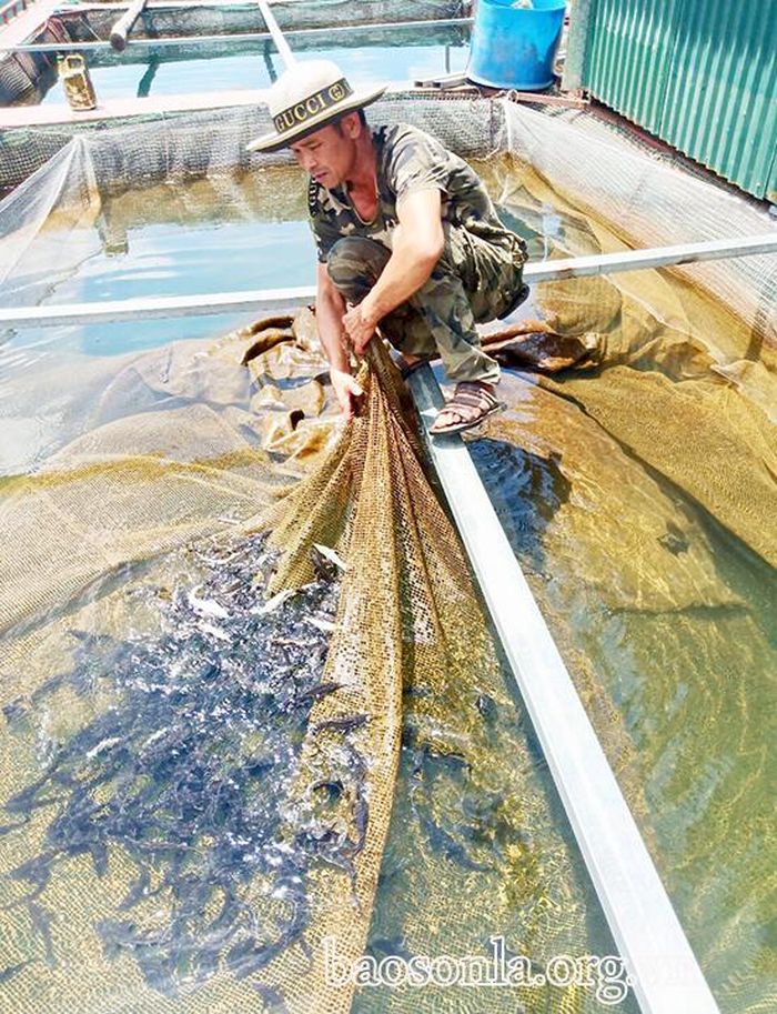 Cá tầm được anh Phí Hải Vân nuôi thí thích nghi với môi trường, phát triển tốt.