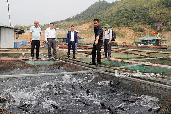 Anh Phí Hải Vân giới thiệu mô hình nuôi cá lăng "tập thể dục" với khách thăm quan.