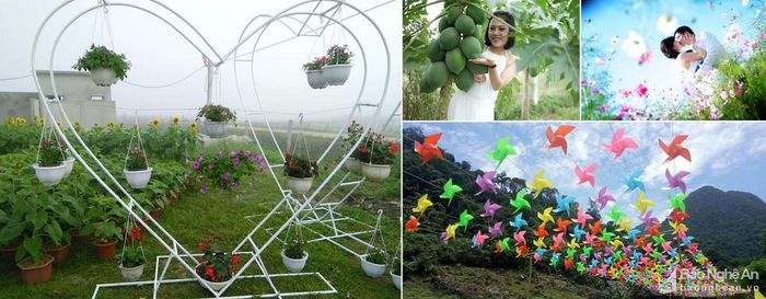 Đến với vườn hoa Trung Kiên, du khách được hòa mình với cỏ cây, hoa lá, hít thở không khí trong lành của thiên nhiên khi xung quanh là cánh đồng ngô, những vườn cây ăn quả sai trĩu, những nhà màng nông nghiệp công nghệ cao. Nhà vườn cũng được huyện Nam Đàn chọn làm điểm đến trong chương trình xây dựng NTM gắn với phát triển du lịch. Ảnh: Thanh Phúc