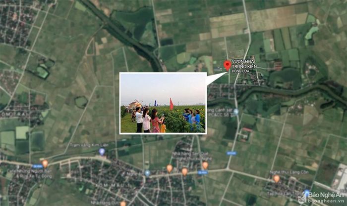 Cánh đồng hoa Trung Kiên xóm Liên Mậu 3, xã Kim Liên, Nam Đàn. Ảnh: GoogleMap