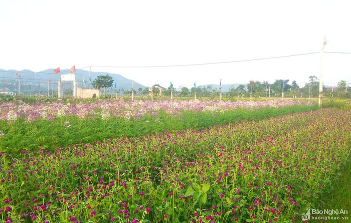 Cánh đồng hoa của anh Phạm Trung Kiên nằm trên cung đường nối liền các di tích lịch sử như: Quê Nội, quê Ngoại Bác Hồ, mộ bà Hoàng Thị Loan, chùa Đại Tuệ, vườn hồng Nam Anh… rất thuận tiện cho du khách tham quan, trải nghiệm. Ảnh: Thanh Phúc
