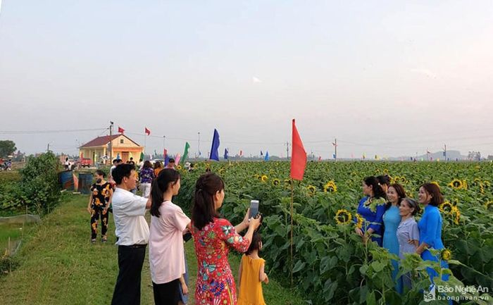 Tháng 5 năm nay là mùa thứ 2 cánh đồng hoa Trung Kiên mở cửa đón khách. Trong dịp Tết Nguyên đán vừa qua, nhà vườn đã đón hàng trăm lượt khách đến tham quan, trải nghiệm.