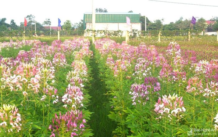 Hoa Túy Điệp - tên khoa học là Cleome Spinos, có màu tím điểm thêm màu hồng phấn và trắng, mang vẻ đẹp rất lạ. Ảnh: Thanh Phúc