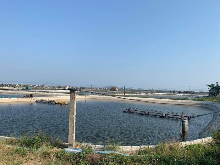 Xã Quỳnh Bảng có hơn 186 ha nuôi tôm