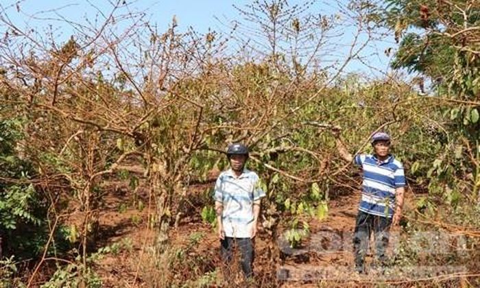 Những vườn cà phê xanh tốt, giờ bị thu hồi đã héo khô