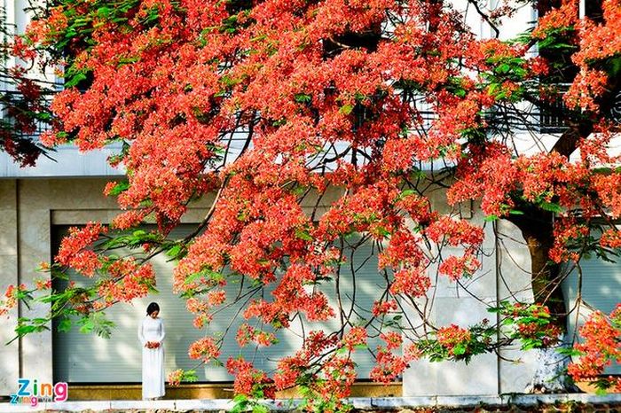  Sao thương người từ kiếp trước chưa vơi. Ảnh minh họa: Xuân Chính. 