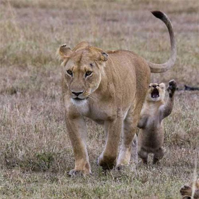 Sư tử con cố gắng tóm đuôi mẹ trong khu bảo tồn động vật hoang dã ở Masai Mara, Kenya.