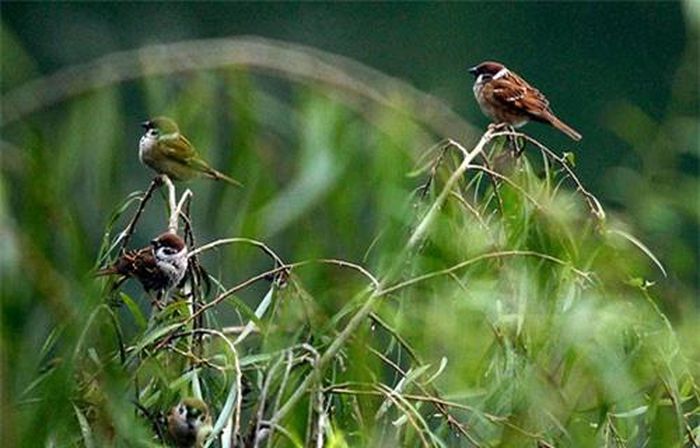 Chim sẻ đậu trên cây liễu trong thời tiết giá rét ở Hà Nội, Việt Nam.