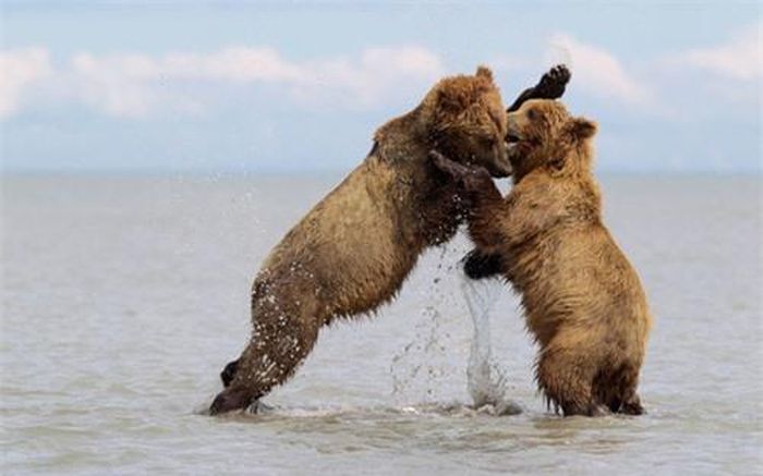 Hai con gấu đánh nhau trên hồ nước trong Vườn quốc gia Lake Clark ở Alaska, Mỹ.