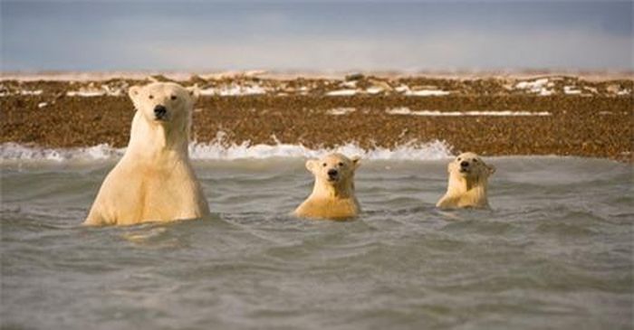 Gấu Bắc Cực bơi cùng 2 con nhỏ ở Bernard Spit, Alaska, Mỹ.