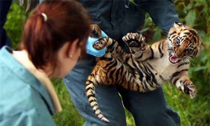 Hổ con Sumatran được các nhân viên thú ý kiểm tra sức khỏe trong vườn thú Chester, Anh.