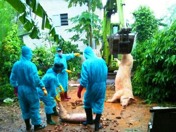 Vận chuyển lợn bị nhiễm bị đi tiêu hủy