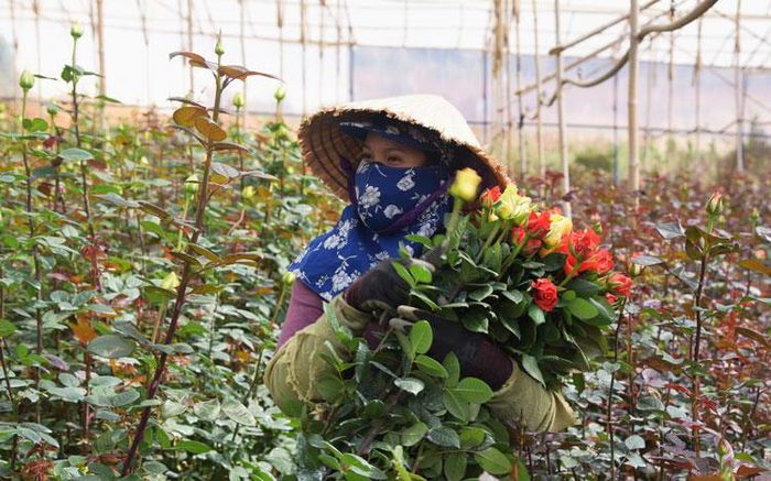 Giá nhiều loại hoa bắt đầu tăng trở lại sau một thời gian dài ế ẩm