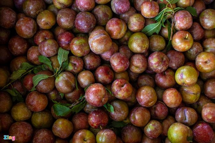  Tuy nhiên, không phải hộ nào cũng có điều kiện mua lưới như nhà anh Sơn. Không chỉ sản lượng giảm mà giá thành cũng giảm. Mận to đẹp được bán với mức giá 20.000/kg, mận xô giá dao động 5-15.000đ/kg, trong khi năm trước giá bán lên đến 50-60.000 đồng. 