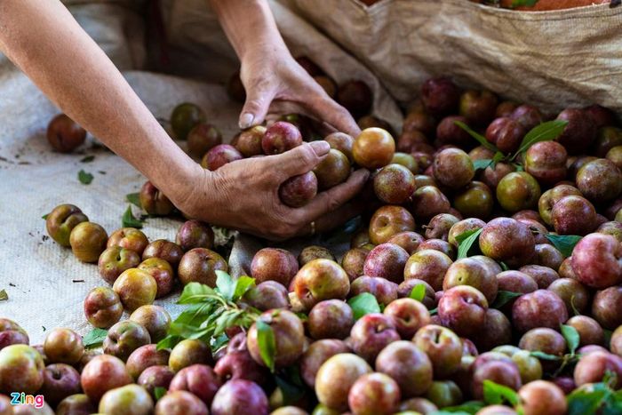  "Giá rẻ mà ít thương lái mua nên chúng tôi cũng không muốn bứt. Bây giờ là đầu mùa đã rẻ như vậy đến khi mận rộ không biết còn rớt giá đến đâu. Đây là một năm khó khăn đối với người trồng mận chúng tôi khi vừa gặp thiên tai lại có cả dịch bệnh”, một chủ vườn chia sẻ. 