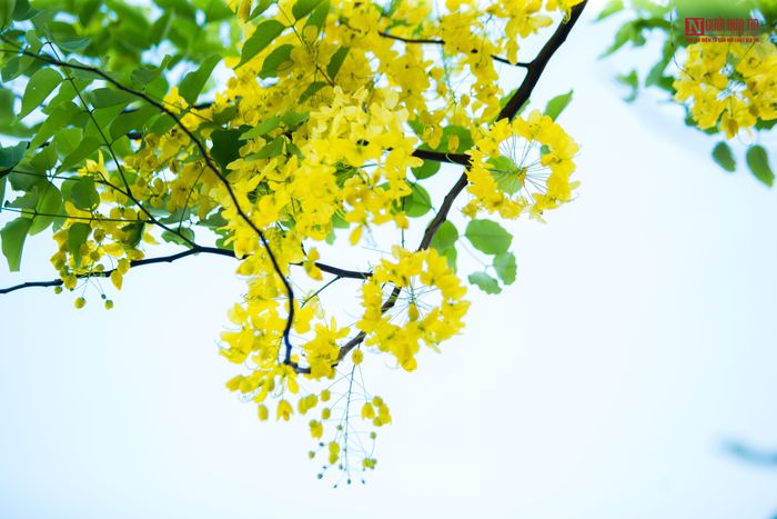 Hoa Muồng hoàng yến vàng rực một góc trời hồ Tây.