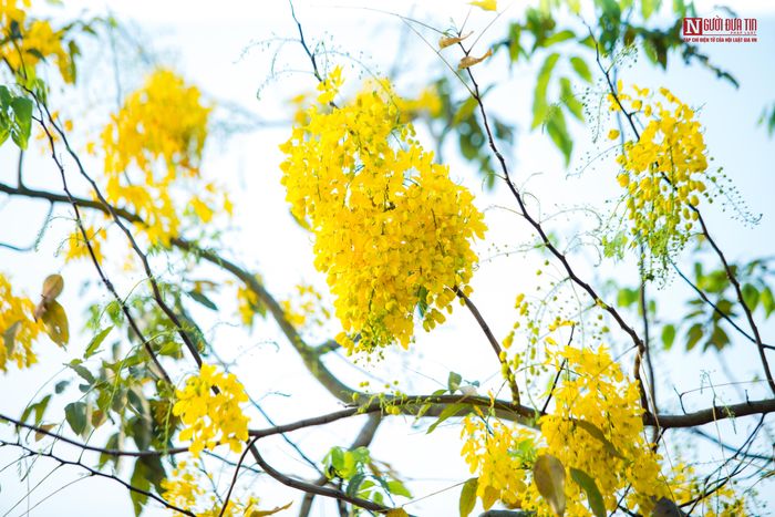 Cùng với, bằng lăng tím, hoa phượng đỏ, Muồng hoàng yến giờ đây như một đặc trưng của Hà Nội mỗi khi mùa Hè về.
