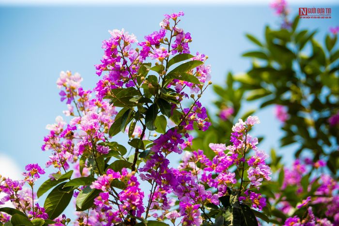 Hoa bằng lăng được trồng trên nhiều trên những con phố của Thủ đô. Có nhiều con đường dù đã có tên nhưng vẫn được không ít người gọi là đường bằng lăng, một cách thân thương đầy thơ mộng.