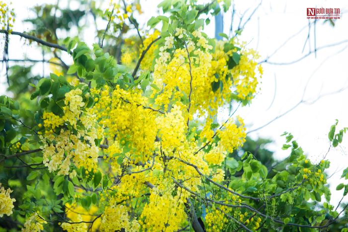 Thời điểm này cũng chính là thời điểm nở rộ của hoa Muồng hoàng yến. Với tên gọi khác là cây bọ cạp vàng có hoa mọc thành chuỗi màu vàng tuyệt đẹp, nở rộ nối tiếp giữa hai mùa Xuân và Hạ.