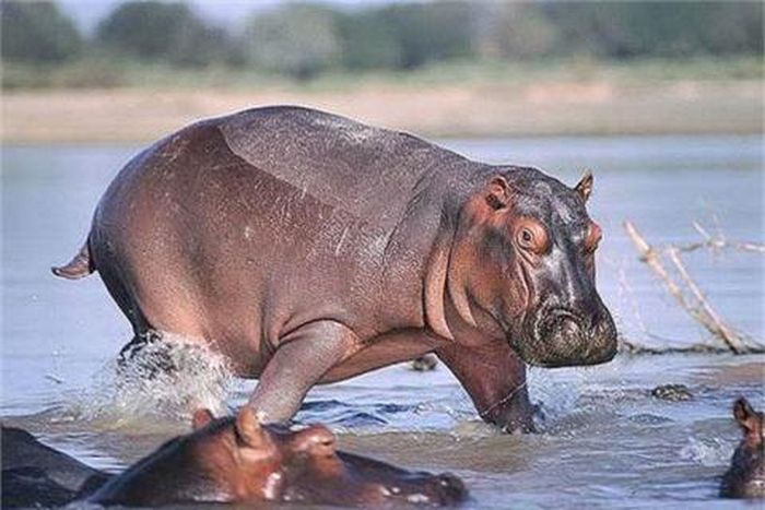 Là loài thú dữ tợn nhất Châu Phi, hàm của hà mã có thể nghiền nát một hoặc hai con cá sấu dài khoảng 3m. Độ hung bạo của chúng mạnh hơn cácloài vật kích thước lớn khác. 