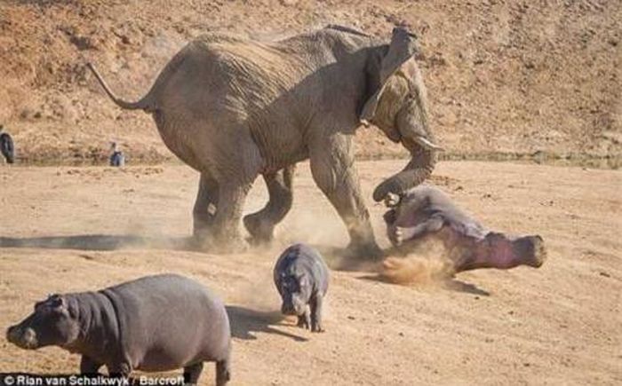 Hà mã được nhận biết bởi thân mình tròn trịa, gần như không lông, cái miệng và bộ hàm lớn, hai đôi chân ngắn và kích cỡ to lớn. 