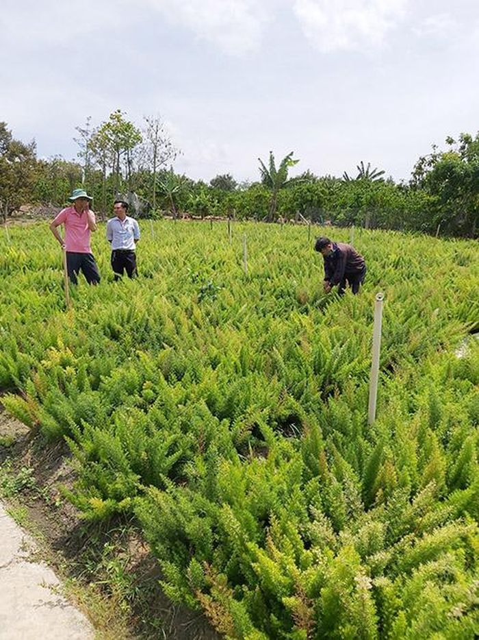 Vườn tùng đuôi chồn ở Hòa Nam, Di Linh