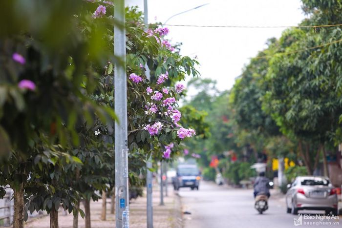 Thời gian nở bắt đầu từ cuối tháng Tư đến giữa tháng Sáu hằng năm của mùa hè. Mỗi bông hoa có 6 cánh, mỗi cánh dài chừng 2 đến 3,5 cm. Ảnh: Lâm Tùng